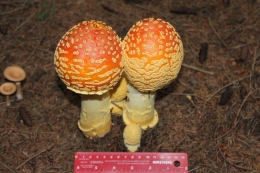 Amanita muscaria 26