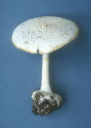 Amanita abrupta2 Mushroom