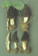Morchella elata2 Mushroom