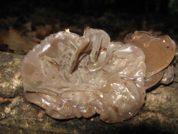 Auricularia auricula2