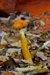 Cortinarius gentilis 4