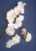 Trametes pubescens2 Mushroom