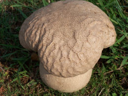 Calvatia cyathiformis2