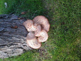 Polyporus squamosus 8