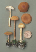 Laccaria proxima 2 Mushroom