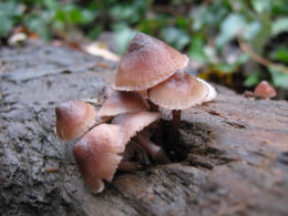 Mycenahaematopus4
