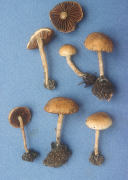 Agrocybe pediades2 Mushroom