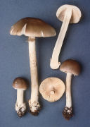 Amanita spreta Mushroom