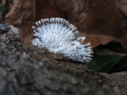 Schizophyllum commune2