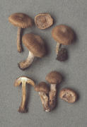Inocybe lacera Mushroom