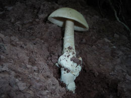 Amanita vaginata var alba014