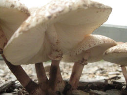 Lepiota americana2