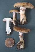 Cortinarius olidus Mushroom
