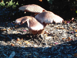 Lepiota americana2