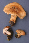 Cortinarius glaucopus Mushroom