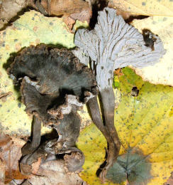 Cantharellus cinereus