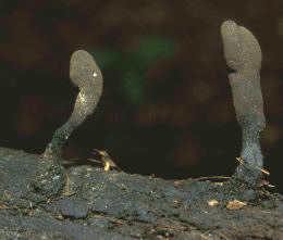 Xylaria polymorpha  David Tuckett