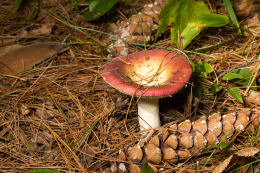 Russula decolorans