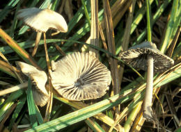 Mycena alcalina