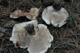 Bankera fuligineo alba