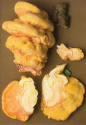 Laetiporus sulphureus2 Mushroom