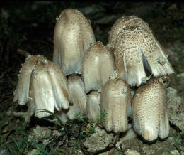 Coprinus atramentariusF