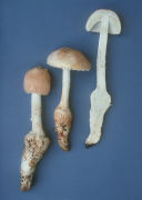 Amanita daucipus Mushroom