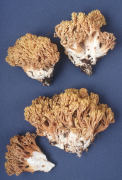 Ramaria testaceo flava Mushroom