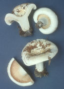 Lactarius deceptivus Mushroom