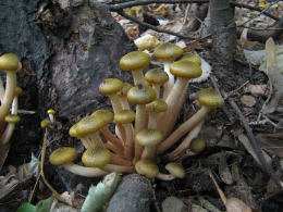 Armillaria mellea 001