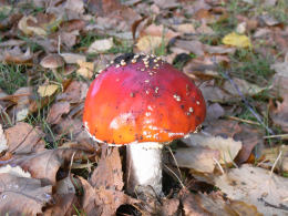 Amanita muscaria 26