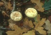 Amanita citrina field Mushroom