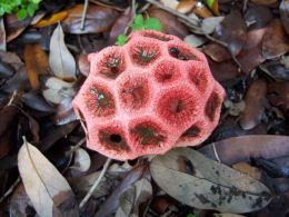 Clathrus ruber