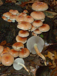 Hypholoma sublateritium3