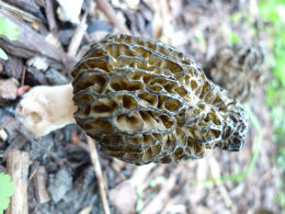 Morchella elator var typicaCHECK