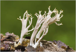 Clavulina cristata