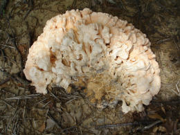 Laetiporus sulphureus   008