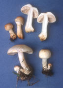 Agaricus micromegathus Mushroom