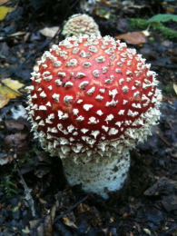 Amanita muscaria 26