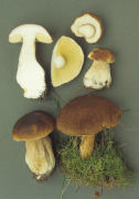 Boletus edulis4 Mushroom