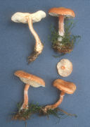 Cystoderma granulosum3 Mushroom