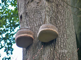 Fomes fomentarius 7