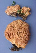 Ramaria gelatinosa var oregonensis Mushroom