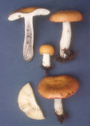 Russula decolorans 3 Mushroom