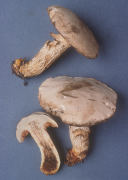 Boletus ornatipes white f Mushroom