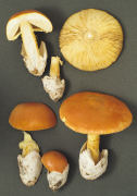 Amanita caesaria Mushroom