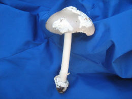 Amanita vaginata var alba014