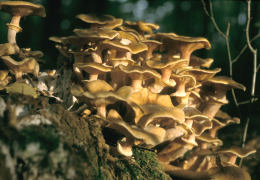 Armillaria mellea 001