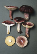 Russula sardonia5 Mushroom