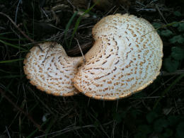 Polyporus squamosus 8